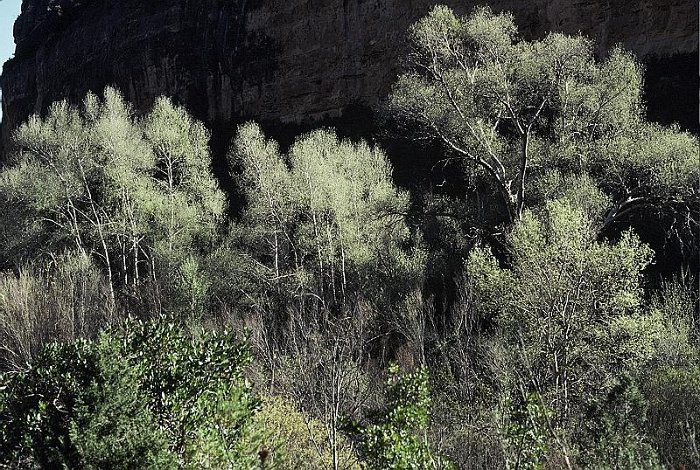 Populus alba subsp. alba